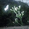 t.mporal