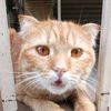 jjcatcatjj