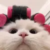 tigre_china