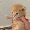 onlycats8888