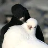 7iumw