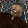 shamsabd72