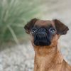 garybgriffon
