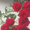 suadamelkic