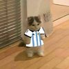 gato_argentino3