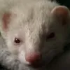 whitayn