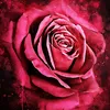 rose_oflove19