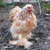 ab23chooks
