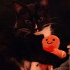 springmeow3