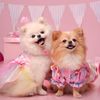 legallypoms