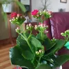 haluska12
