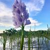 sumonhawlader988
