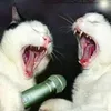 daytimekaraoke
