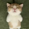 apaaasihh232
