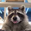 shakothewacko1