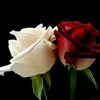 user239488000885