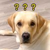 actordog0841