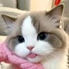 tiktok.comgeng_7l8