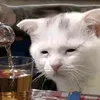 mmbbmg2_2
