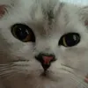 kjsnei