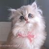 cat.cher084