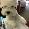 pfsfvggg