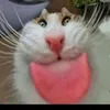marionmerl