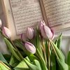 fatmaali40747