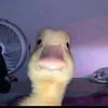 ireneferndezz