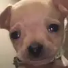 nutt_1310