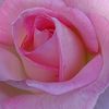 rosepetals4ever4