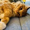 goldie.the.kitten