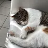 isra_aitali