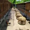 sedulurfarmsidoarjo
