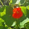 red_01_