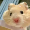 hongngoc_toideyy