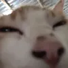 squirrelboy02