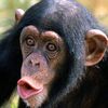 thepogchimp