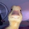 thequacker12