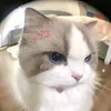 hansyshe.her.me