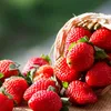 cutegirlsstrawberry