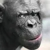 chimpanzayy