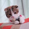 panya_neny