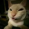 ng_myy7511