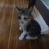 elgatothecute