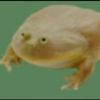 lizard_boi1925