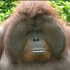 bananagumboot