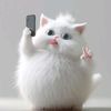 user4951399069580