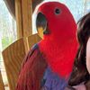 KevintheEclectus