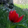 sarwan_as